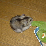 青梗菜を食べるユウキ