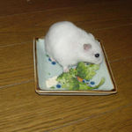 ブロッコリーを物色中