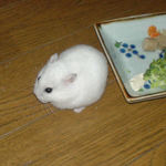 手をクシクシ中