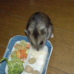 ユウキも豆腐を食べています