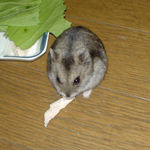 蒸鶏ささみを食べるユウキ