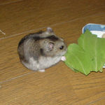 青梗菜を食べるユウキ