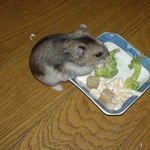 ブロッコリーを食べるユウキ