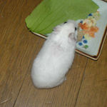 梗菜に齧りつくアイ