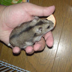 腹出し食いは失敗