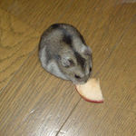 無心にりんごチップを食べています