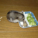 蕎麦の実収集中