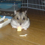 ハム用チーズ食べ中のユウキ