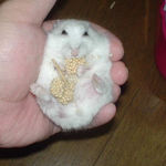 腹出し食い中のアイ