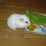 カボチャを食べるアイ