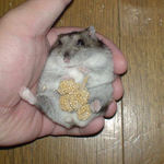 久々に粟の穂で腹出し食いのユウキ