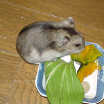 カボチャを食べるユウキ