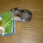 青梗菜を食べるユウキ