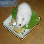 キウイチップを食べるアイ