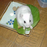 小松菜を食べるアイ