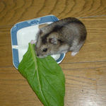 小松菜の上のユウキ