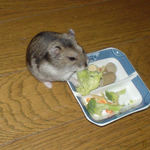 ブロッコリーを食べるユウキ