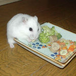 高野豆腐を食べるアイ