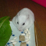 ミルワームを食べるアイ