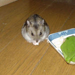 コメコメポップを食べるユウキ