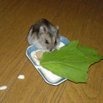 小松菜を食べるユウキ