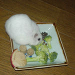 蕎麦の実をかきあつめているアイ