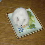 りんごチップをたべるアイ