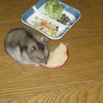 りんごチップを食べるユウキ