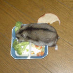 蕎麦の実を集めるユウキ