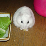 チーズを食べるアイ