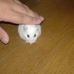 撫でられても平気