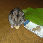 ハム用チーズを食べるユウキ