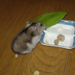 小松菜を食べるユウキ