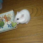 ブロッコリーを食べるアイ