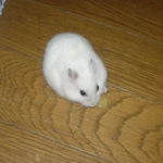 バナナチップを食べるアイ