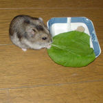 小松菜に齧りつくユウキ