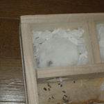 眠っているアイ