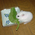 小松菜に齧りつくアイ