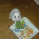 ブロッコリーを食べてるアイ