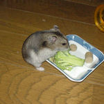 ブロッコリーを食べているユウキ