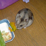 まだまだ、カボチャを食べています