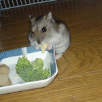 高野豆腐を食べるユウキ