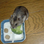 ブロッコリーを食べるユウキ