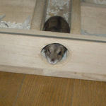 地下型巣箱からそーっとでるユウキ