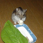 豆腐を食べるユウキ