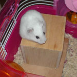 巣箱の上に乗るアイ