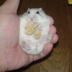 腹出し食い中のアイ