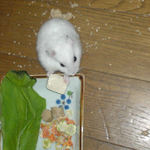 豆腐を食べるアイ