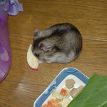 りんごチップを食べるユウキ