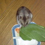 青梗菜を食べるユウキ